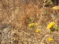 gale-20120725 158